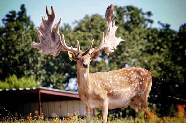 ccw bullwinkle 02